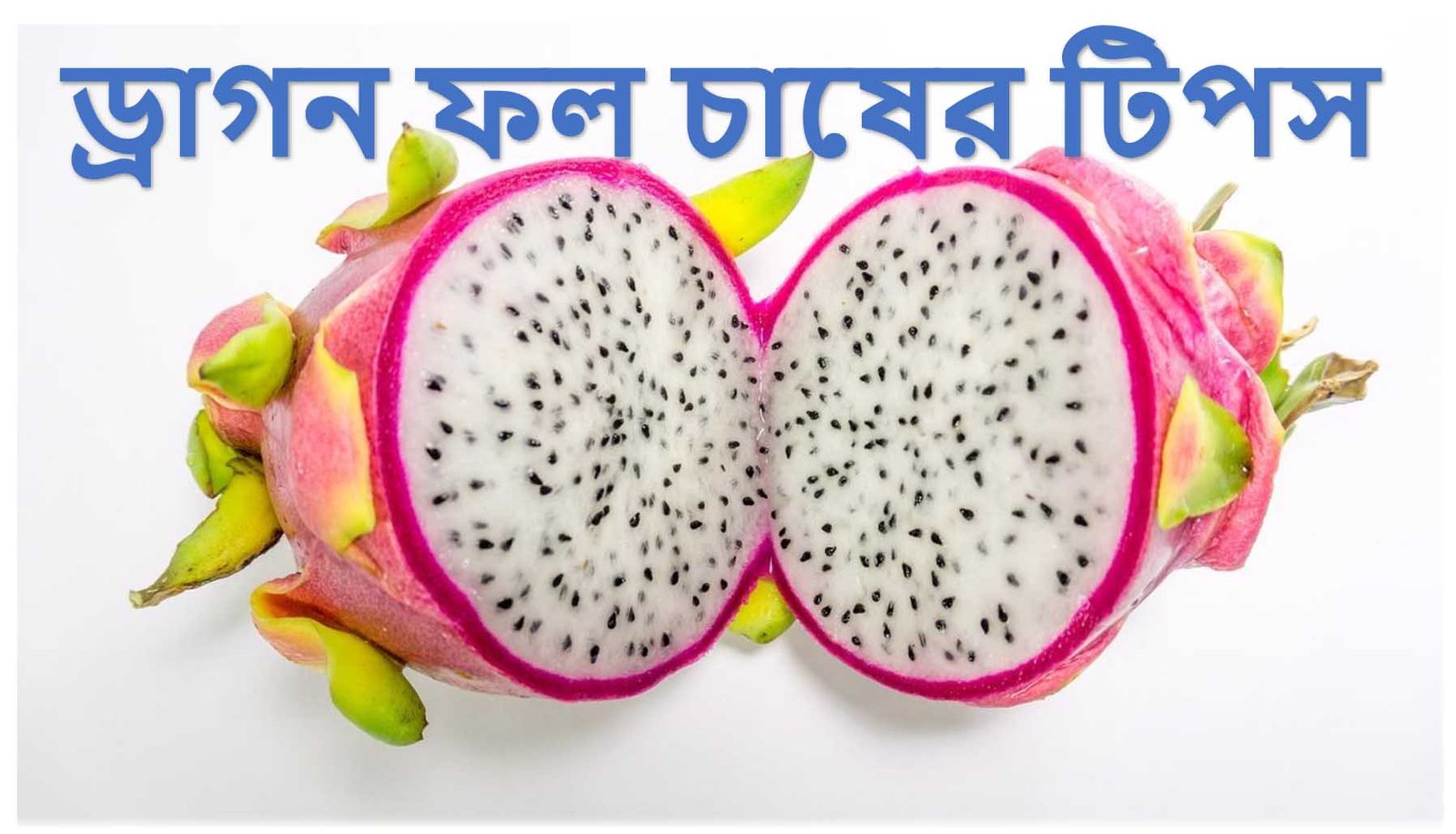 ড্রাগন ফল চাষ
