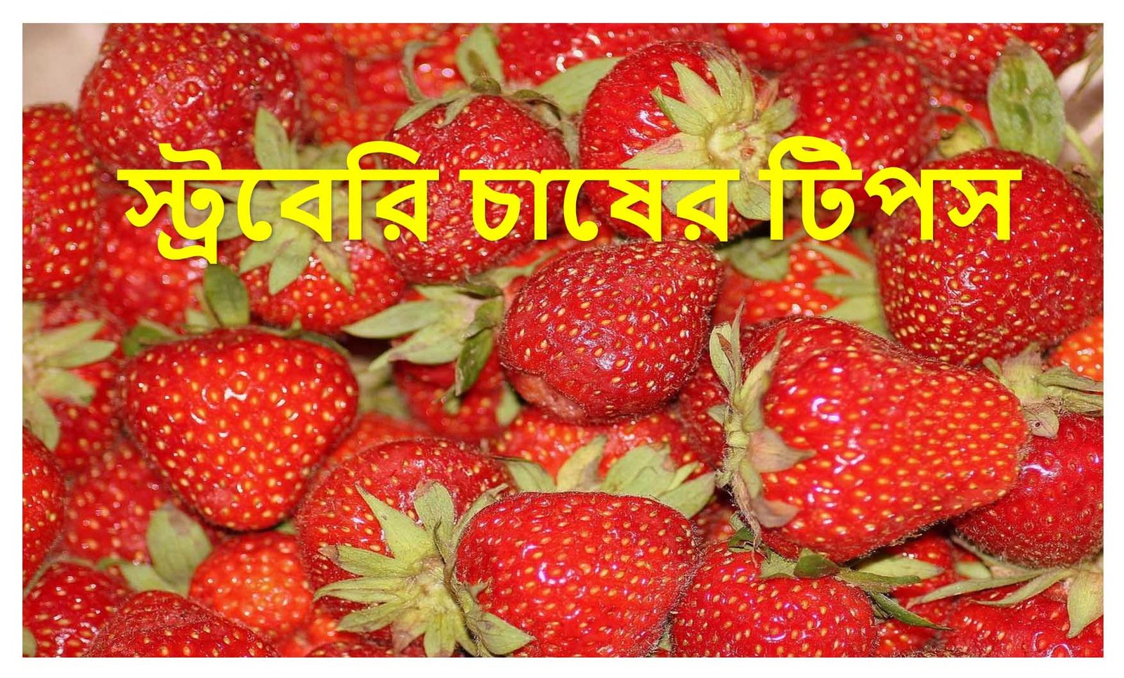 স্ট্রবেরি চাষ