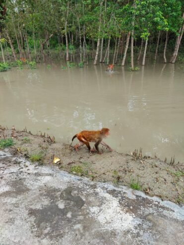 Sundarbans Tour Package Bangladesh