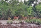 Sundarbans Tour Package Bangladesh