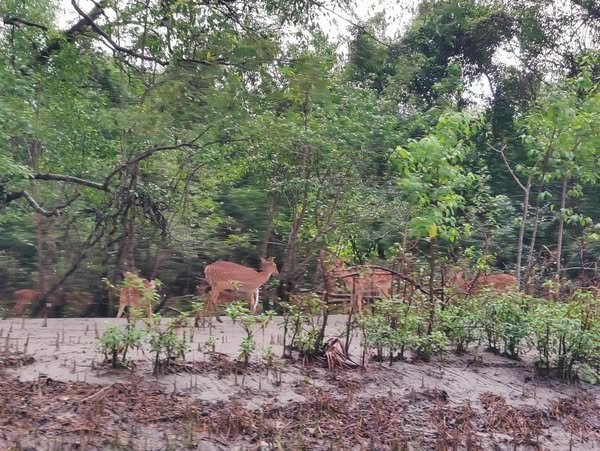 Sundarbans Tour Package Bangladesh