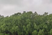 Sundarbans Tour Package Bangladesh