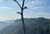 Camp IN Lama Bandarban Resort Booking